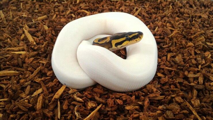 Foto vista de la serpiente desde un ángulo alto