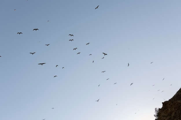 Vista de las siluetas de una bandada de gaviotas pescando en el mar