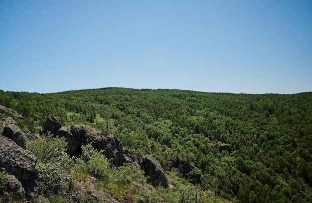 Vista sobre el árbol torcido en la ladera pedregosa del barranco de montaña bajo el sol detrás del árbol