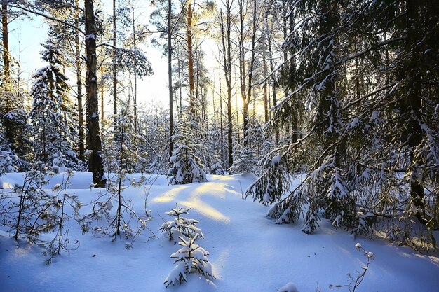 vista soleada en el bosque de invierno, sol paisaje naturaleza