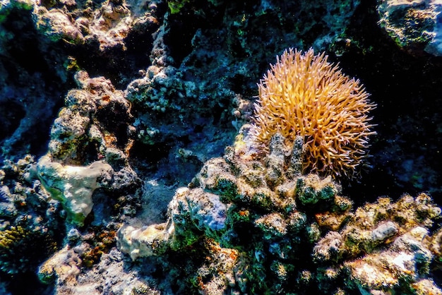 Vista subaquática das águas tropicais do recife de coral