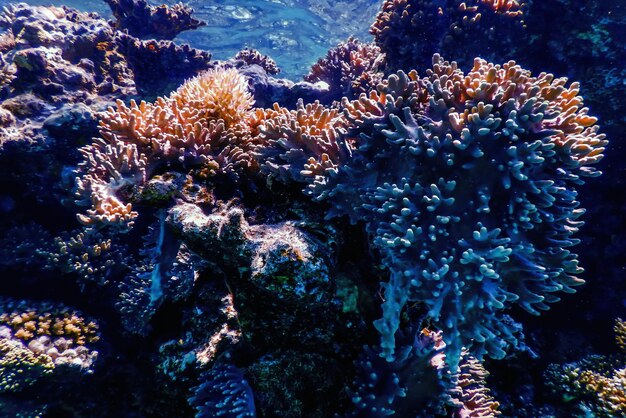 Foto vista subaquática das águas tropicais do recife de coral