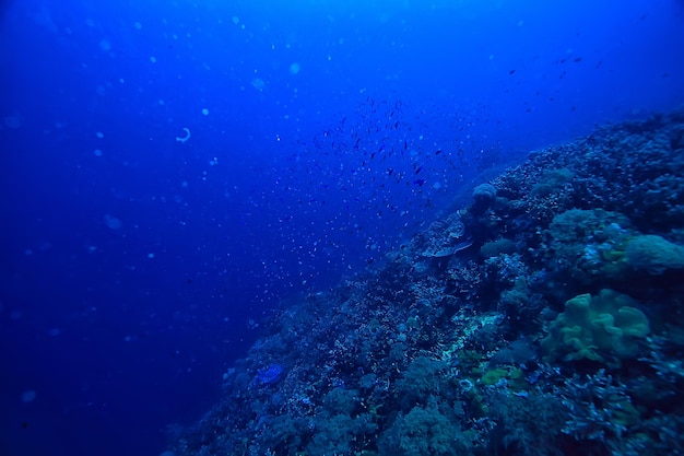vista subaquática do ecossistema marinho / natureza selvagem do oceano azul no mar, fundo abstrato