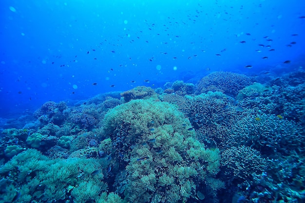 vista subaquática do ecossistema marinho / natureza selvagem do oceano azul no mar, fundo abstrato