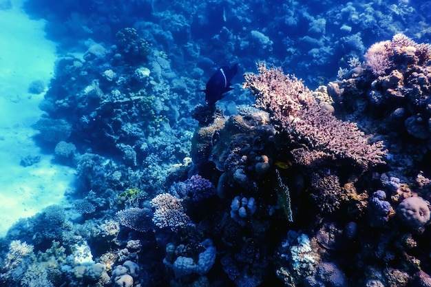 Vista subaquática do recife de coral, águas tropicais, vida marinha