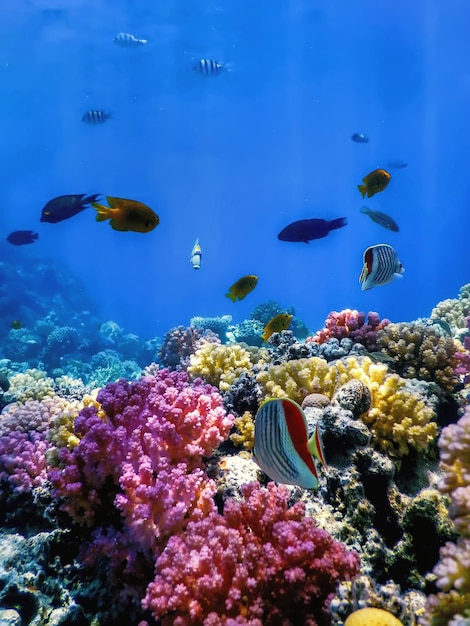 Vista subaquática do recife de coral, águas tropicais, vida marinha