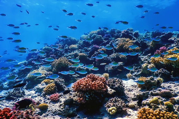 Vista subaquática do recife de coral, águas tropicais, vida marinha