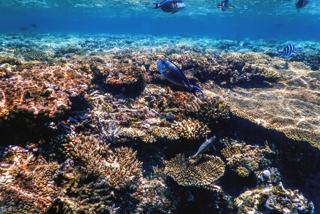 Foto vista subaquática do recife de coral águas tropicais