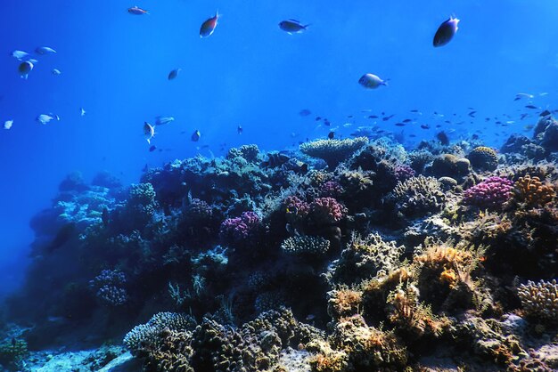 Vista subaquática do recife de coral Águas tropicais Vida marinha