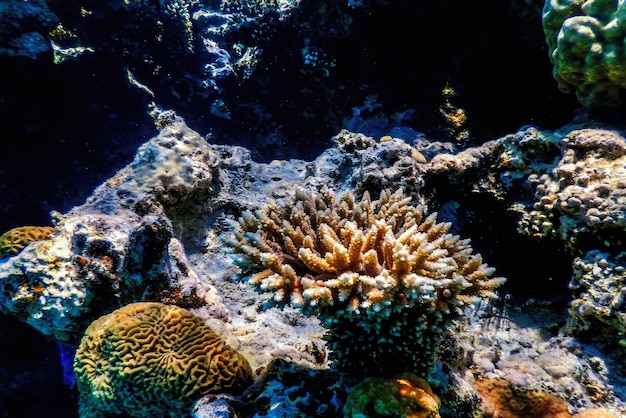 Vista subaquática do recife de coral Águas tropicais Vida marinha