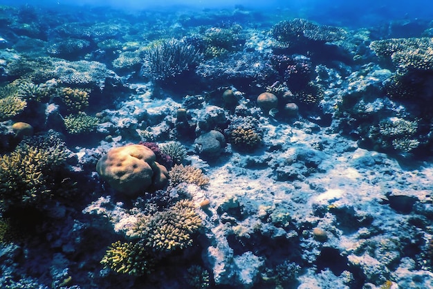 Vista subaquática do recife de coral Águas tropicais Vida marinha
