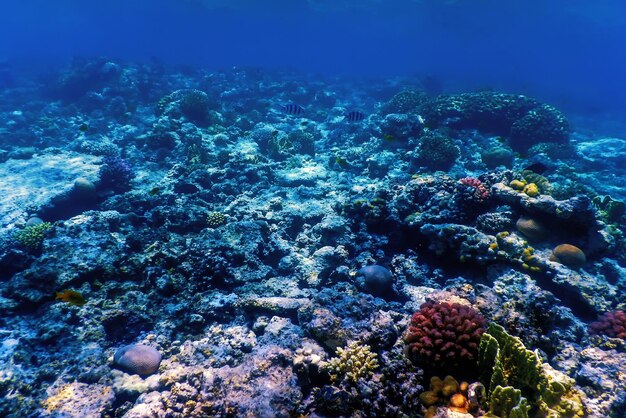 Vista subaquática do recife de coral Águas tropicais