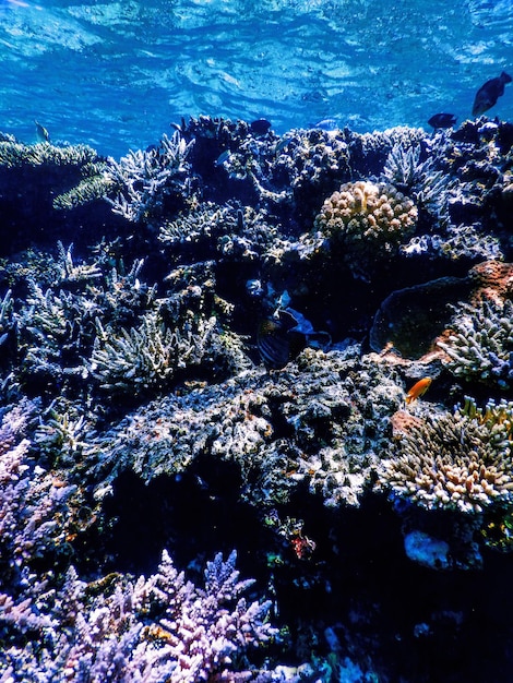 Vista subaquática do recife de coral Águas tropicais