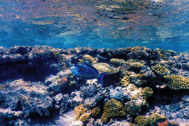 Vista subaquática do recife de coral Águas tropicais