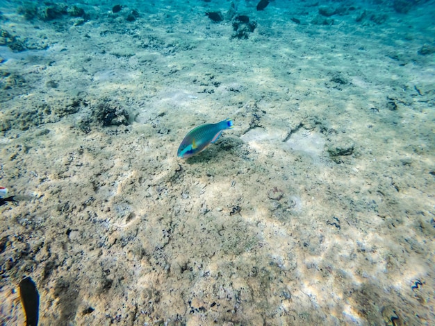 Vista subaquática em peixe-papagaio no fundo arenoso do Mar Vermelho