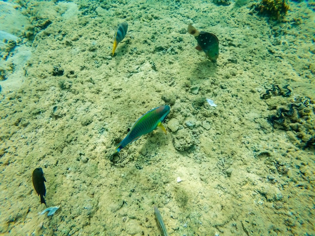 Vista subaquática em peixe-papagaio no fundo arenoso do Mar Vermelho