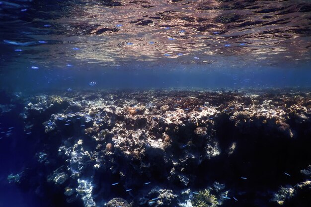 Vista submarina del arrecife de coral, aguas tropicales, vida marina