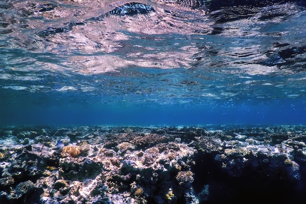 Vista submarina del arrecife de coral, aguas tropicales, vida marina