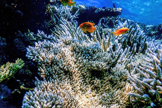 Vista submarina del arrecife de coral, aguas tropicales, vida marina