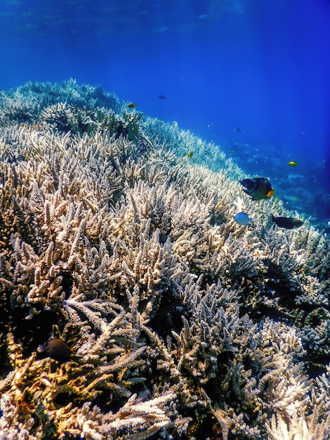 Foto vista submarina del arrecife de coral, aguas tropicales, vida marina