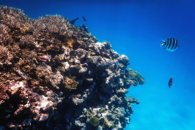 Vista submarina del arrecife de coral, aguas tropicales, vida marina