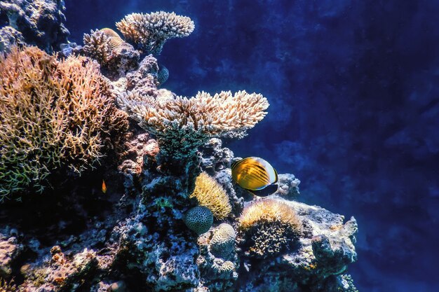 Vista submarina del arrecife de coral, aguas tropicales, vida marina