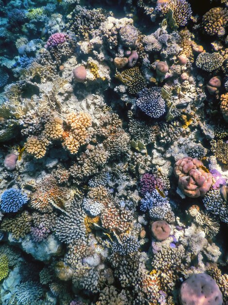 Vista submarina del arrecife de coral, aguas tropicales, vida marina