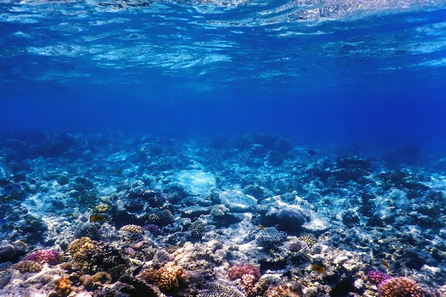 Vista submarina del arrecife de coral, aguas tropicales, vida marina