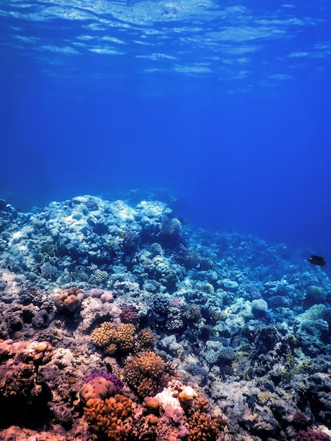 Vista submarina del arrecife de coral, aguas tropicales, vida marina