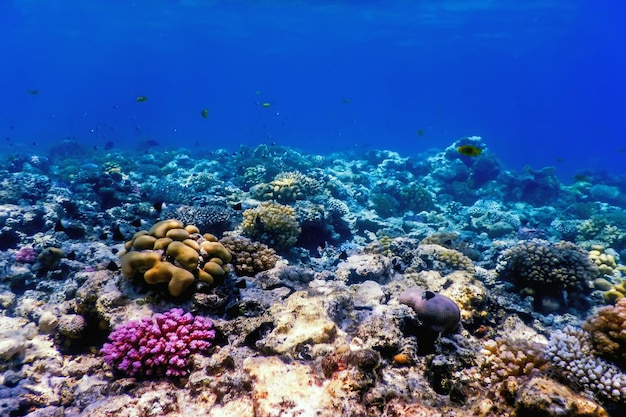 Vista submarina del arrecife de coral, aguas tropicales, vida marina