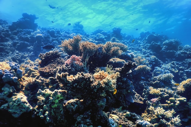 Vista submarina del arrecife de coral, aguas tropicales, vida marina