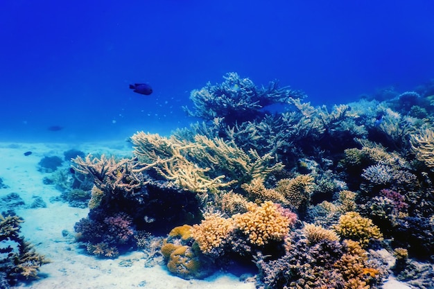 Vista submarina del arrecife de coral, aguas tropicales, vida marina