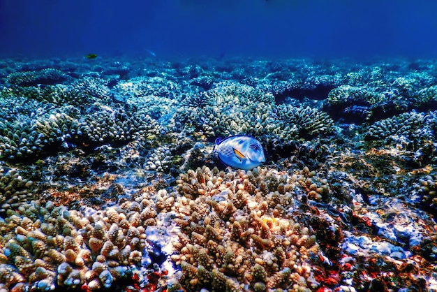 Vista submarina del arrecife de coral Aguas tropicales Vida marina