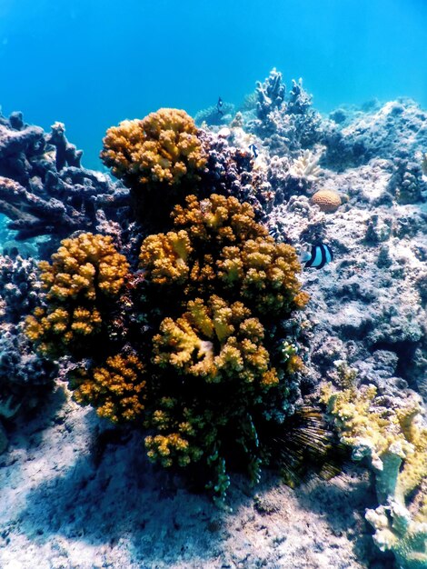 Vista submarina del arrecife de coral Aguas tropicales