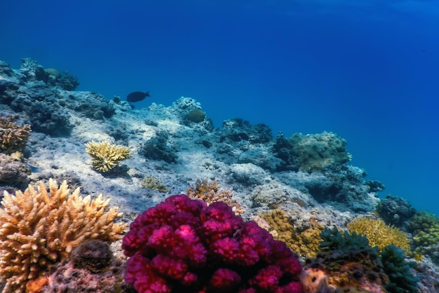 Vista submarina del arrecife de coral Aguas tropicales