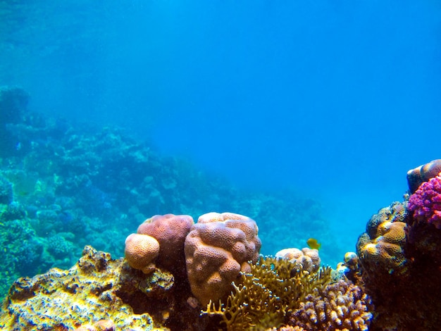 Vista submarina del arrecife de coral y peces tropicales.