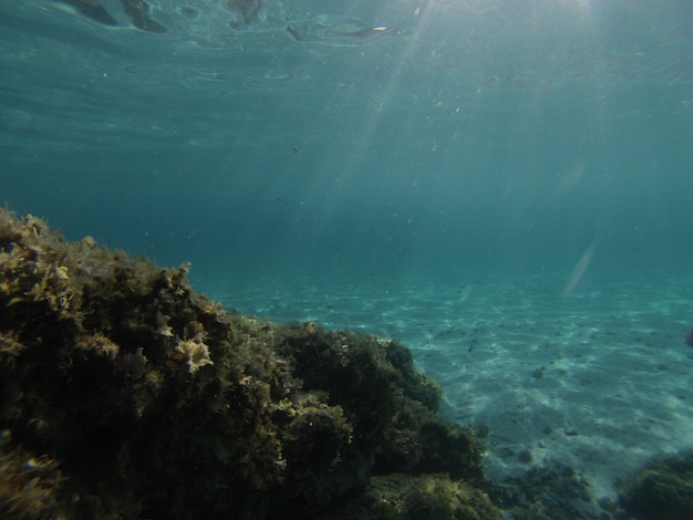 Foto vista submarina del mar transparente en el sur de cerdeña