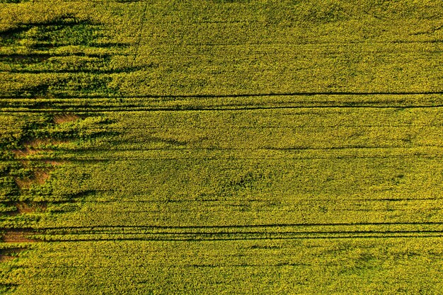 Foto vista superior del abejón aéreo del campo floreciente amarillo de la colza. fondo de naturaleza amarilla. foto de alta calidad