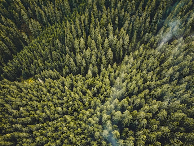 Vista superior aérea de los árboles del bosque brumoso en el bosque en Eslovaquia Fotografía de drones Ecosistema de la selva tropical y concepto de medio ambiente saludable Mañana de niebla