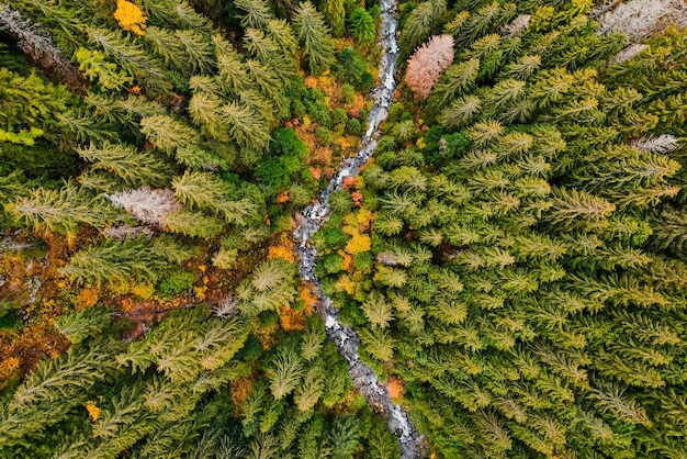 Vista superior aérea de árboles verdes de otoño en el bosque en Eslovaquia Fotografía de drones Ecosistema de la selva tropical y concepto de entorno saludable Río de montaña xDxA