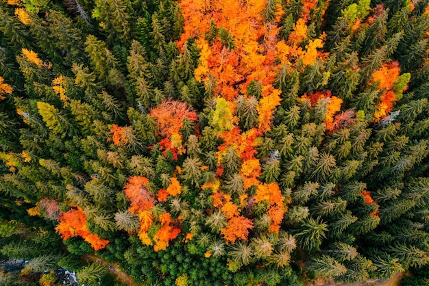 Vista superior aérea de árboles verdes de otoño en el bosque en Eslovaquia Fotografía de drones Ecosistema de la selva tropical y concepto de entorno saludable Río de montaña xDxA