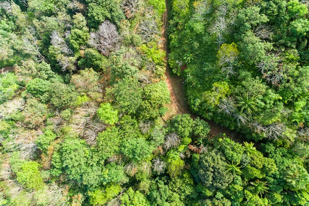 Vista superior aérea de bosque verde para el fondo de la naturaleza