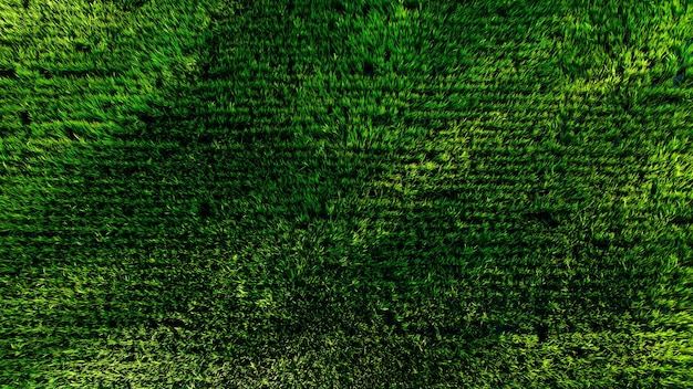 Vista superior aérea de los campos de arroz verde naturaleza granja agrícola resumen de antecedentes