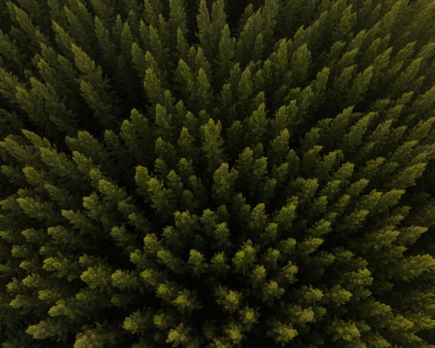 Una vista superior aérea de la carretera en el bosque de pinos con escena de puesta de sol