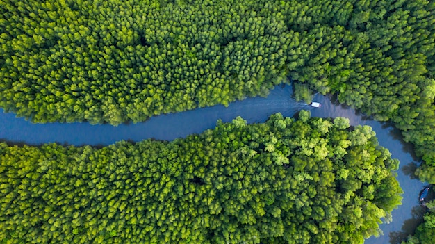 Vista superior aérea do barco no rio na conservação da floresta de mangue na Tailândia