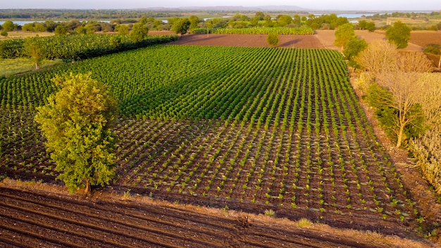 Vista superior aérea do campo da agricultura