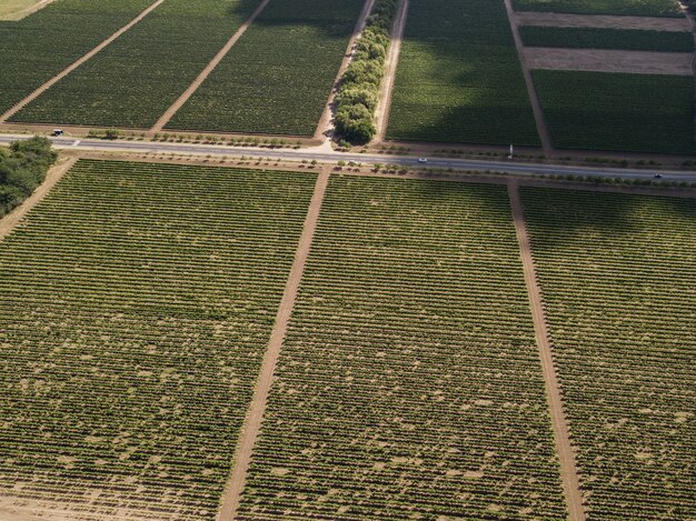 Vista superior aérea desde drone a viña