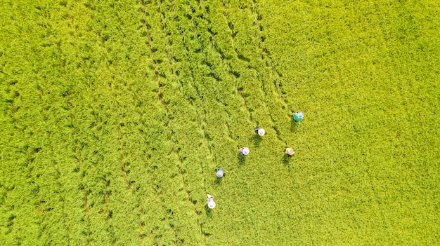 Vista superior aérea del granjero trabajando en los campos de arroz.