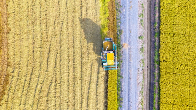 Vista superior aérea de la máquina cosechadora trabajando en el campo de arroz desde arriba