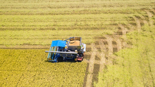 Vista superior aérea de la máquina cosechadora trabajando en el campo de arroz desde arriba